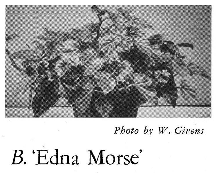 B. ‘Edna Morse’